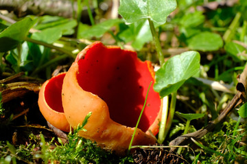 Grzyb nadrzewny czarka austriacka (Sarcoscypha austriaca) © Iwona