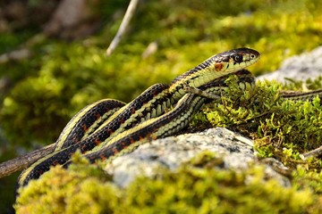 Garter Snake