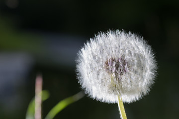 Dandelion tranquil abstract closeup art background. Beautiful blowball.