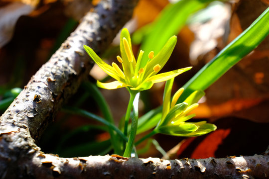 Wiosenny kwiat złoć żółta (gagea lutea)