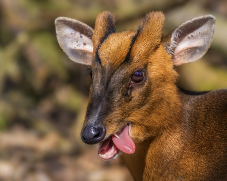 M&auml;nnliches Muntjak mit herausgestreckter Zunge