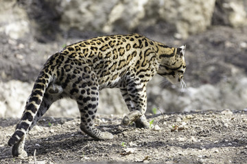 Ocelot, Leopardus pardalis