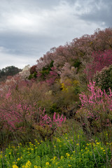 福島の桃源郷花見山公園