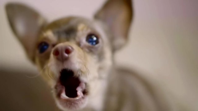 Close up shot of a small angry dog with a big eyes barking indoor.