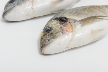 Two fresh dorada fishes close up on white background
