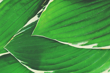 Tropical leaf texture, large palm foliage nature green background