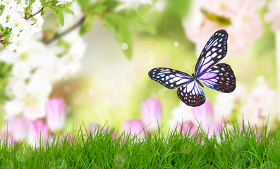 frühling hintergrund rosa 