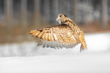 Eastern Siberian Eagle Owl flying in winter. Beautiful owl from Russia flying over snowy field. Winter scene with majestic rare owl.