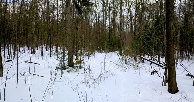 Drone shot of a small brown dog running out of a snowy forest onto a forest path.  4K.