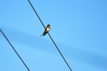 Swallow bird sitting on wires against the blue sky