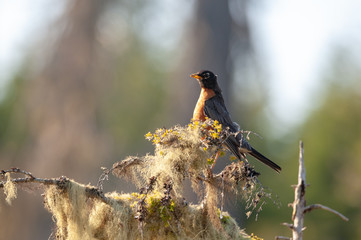 American Robin
