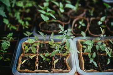 seedlings in peat pots.Baby plants seeding, black hole trays for agricultural seedlings.The spring...