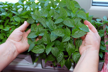 Hands of female gardener show a sprouts pepper.