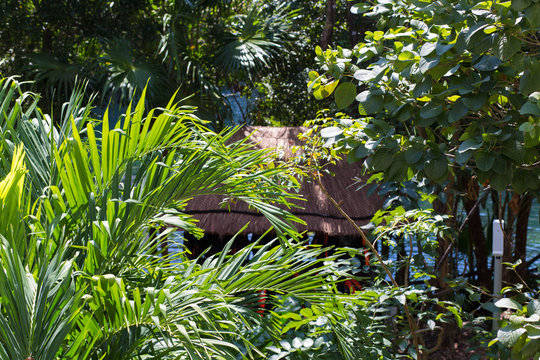 Tropical jungle with wooden hut on a sunny day