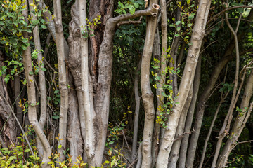 Obraz premium tree trunks