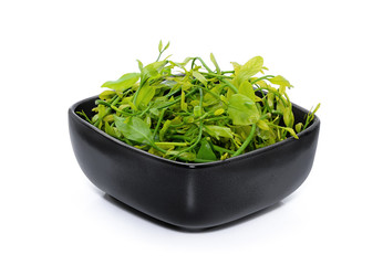 fresh melientha suavis pierre vegetable in the black bowl isolated on white background