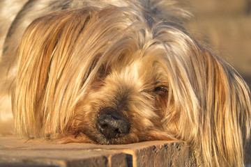 Naklejka na ściany i meble dog portrait Sleeping soundly, cute animal warm colors sunset, Yorkshire Terrier brown.
