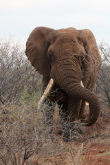 Fototapeta na wymiar The African bush elephant (Loxodonta africana), very big bull in the bush.