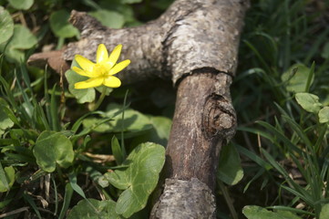 Spring yellow flowers in the forest - Flowering pilewort, lesser celandine, Ranunculus ficaria