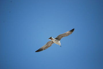 Möwe im Flug