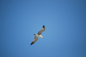 Möwe im Flug