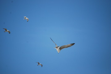 Möwe im Flug