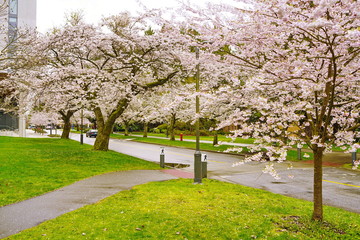 Beautiful cherry blossoms in UBC, Vancouver, BC, Canada