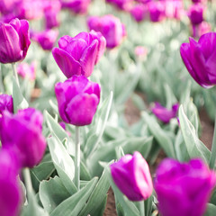 Pink tulips closeup. Spring season.