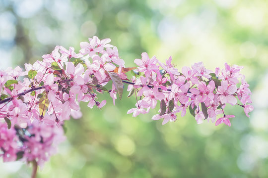 Branch of blooming spring tree, pink flowers close-up. Natural light sunny background with vivid bokeh