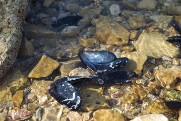 Muscheln im Meer