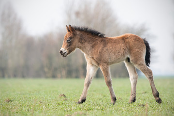 Fototapeta na wymiar Exmoor Pony foal