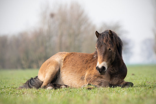 Exmoor Pony lying down