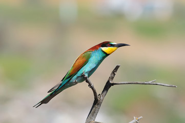European bee-eater sits on a dry branch, stretching out like a line.