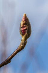 natural white magnolia flower, closeup, magnolia, pąk kwiatowy, niebieskie rozmyte tło - obrazy, fototapety, plakaty