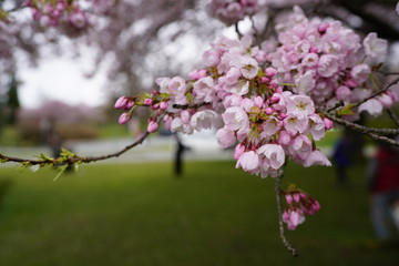 Beautiful cherry blossoms in Queen Elizabeth Park, Vancouver, BC, Canada