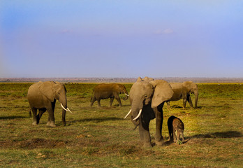 Naklejka na ściany i meble Elephants in Kenya - Amboseli Park