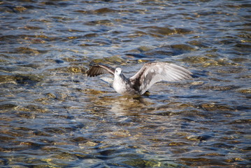 Möwe landet im Meer