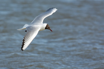 Fototapeta na wymiar Black headed gull on the west coast in Sweden