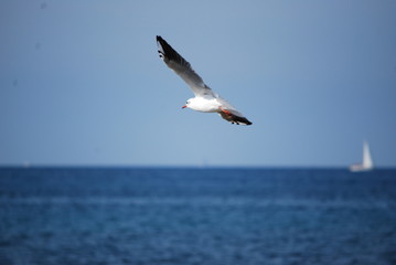 Fototapeta na wymiar Möwe fliegt über das Meer
