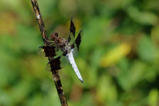 A blue Dragonfly perches on a stick on an autumn day.
