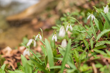 First spring white snowdrops flowers in the forest.