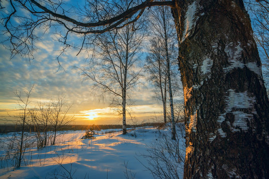 Winter landscape, sunset among the birches.