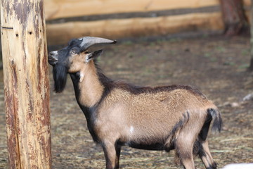 A brown goat in a mini-zoo at an agritourism farm