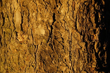 the texture of the tree bark spruce illuminated by the evening rays of the sun