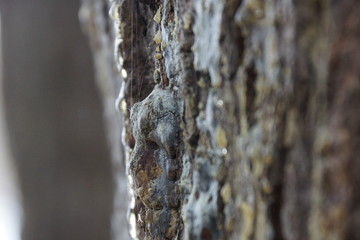 the texture of the tree bark spruce resin spring