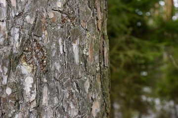 the texture of the tree bark spruce resin spring