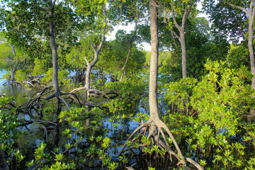 Mangroves - Mida Creek Watamu Kenya