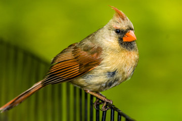 Northern cardinal ,Cardinalis cardinalis