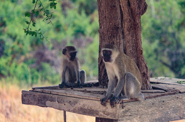 Monkey inside Tsavo East Park