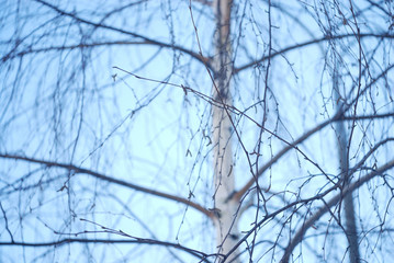 Birch tree close up look in cold blue tones.